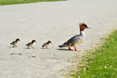 Gänsesägerfamilie läuft über Kiesweg