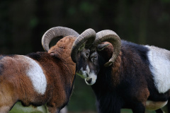 zwei Widder (Mufflon, oder Muffelwild) kämpfen miteinander indem sie die Hörner aneinander stoßen.