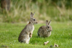 zwei Kaninchen auf einer Wiese. Das linke sitzt aufrecht.