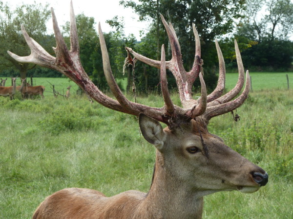 Hirsch Mit Starkem Geweih Ein Hirsch Mit Wachem Gesichtsausdruck