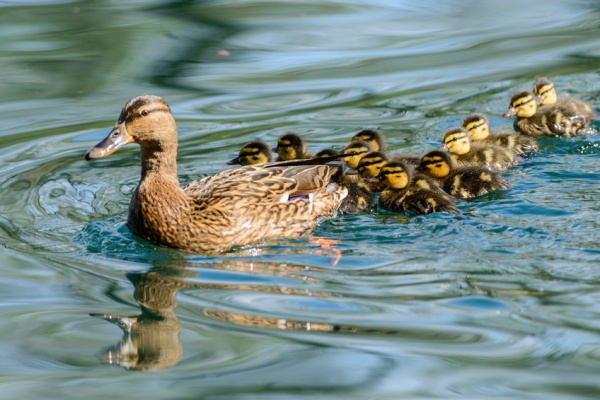 Stockente