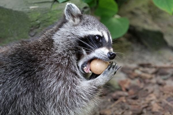 Waschbär