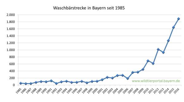 Waschbär Waschbär