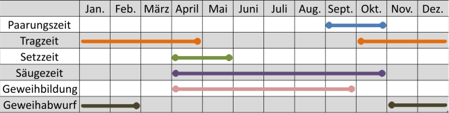 Liniendiagramm der Aktivitäten des Elchwilds im Jahresverlauf