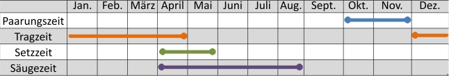 Liniendiagramm der Aktivitäten des Muffelwilds im Jahresverlauf