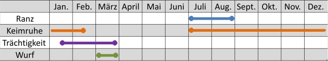 Liniendiagramm der Aktivitäten des Baummarders im Jahresverlauf