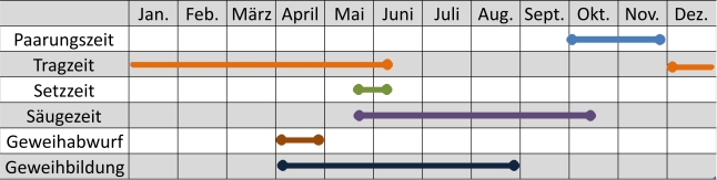 Liniendiagramm der Aktivitäten des Damwilds im Jahresverlauf