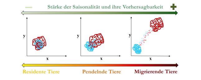 Zusammenhang zwischen Saisonalität eines Lebensraumes und der Vorhersagbarkeit der Saisonaliät zwischen den Jahren und dem Gradienten von Bewegungsmustern innerhalb einer Population. Die roten Punkte und Linien stehen für Positionsdaten und Streifgebiete im Sommer und die blauen Punkte und Linien stehen für den Winter. Die Punkte sind entlang von xy-Koordinaten dargestellt. Mit zunehmender Saisonalität und Vorhersagbarkeit dieser nimmt der Anteil von migrierenden oder wandernden Tieren innerhalb der Population in der Regel zu. 