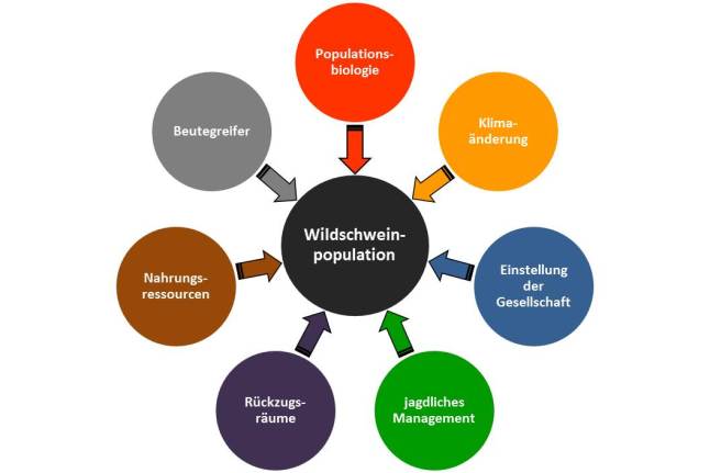 Grafik der Ursachen der wachsenden Wildschweinpopulation. Jagdliches Management, Einstellung der Gesellschaft, Klimaänderung, Populationsbiologie, Beutegreifer, Nahrungsressourcen und Rückzugsräume werden als Ursachen genannt.