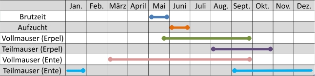 Liniendiagramm der Aktivitäten der Reiherenten im Jahresverlauf