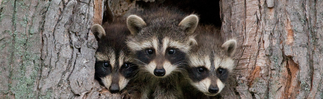 drei junge Waschbären schauen aus einer Baumhöhle.