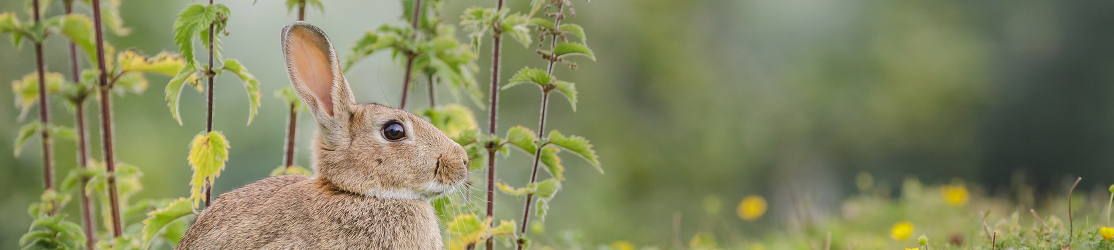 Wildkaninchen sitzt vor Brennesseln auf einer Wiese