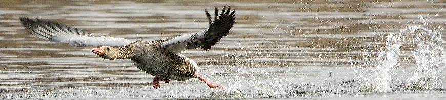 Graugans im Flug über Wasser