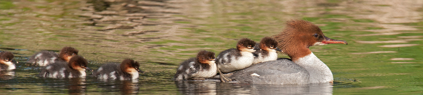 Gänsesägerfamilie auf dem Wasser