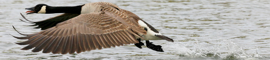 Kanadagans im Flug knapp über Wasseroberfläche