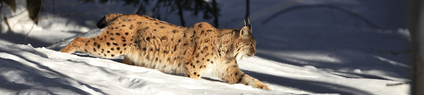 Luchs läuft von links nach rechts durch den Schnee