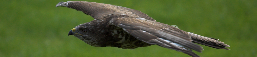 Mäusebussard seitlich im Flug