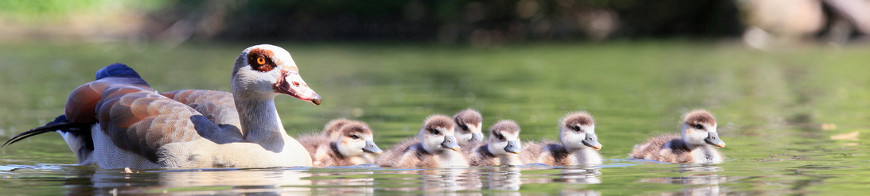 Nilgansfamilie schwimmend