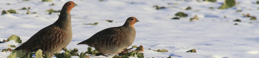 Rebhühner auf schneebedecktem Acker