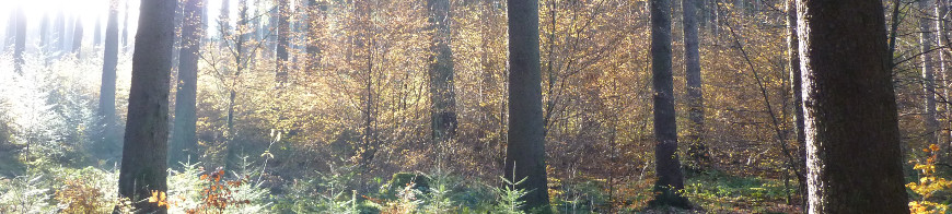 Blick in einen dichten Wald