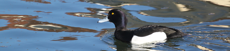 Reiherente schwimmend