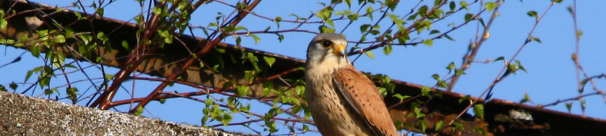 Turmfalke sitzt