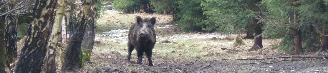 ein Wildschwein steht auf einer Schneise im Wald.