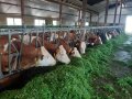 Rinder im Stall beim Fressen frischen Grases
