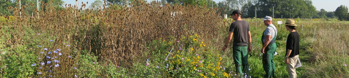 Blühflächen Schlüter Wildlebensraumberatung