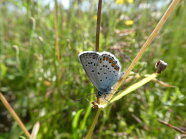 Blauber Argus-Bläuling mit bräunlich, weiß gefranztem Rand auf Halm sitzend