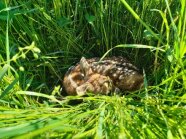 Eingerolltes Rehkitz im Grünlandbestand